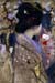 Japanese lady with a fan by Hardy