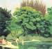 Bathers in the woods by Felix Vallotton