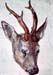 Head of a deer by Durer