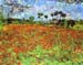 Poppy Fields by Van Gogh