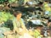 The black creek by John Singer Sargent