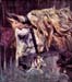Head of a horse by Giovanni Boldini