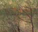 His bank, the Ile de la Grande Jatte by Monet