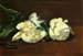 Still life, White Peony by Manet