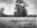 The trees by Seurat