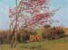 Godward - Blossoming Red Almond