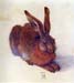 Field hare by Durer
