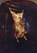 Slaughtered Ox by Rembrandt