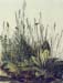 The large piece of grass by Durer