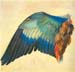 Wing of a Blaurake by Durer