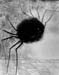 Laughing spider by Odilon Redon