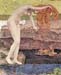 The vanity detail by Giovanni Segantini