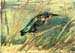 Kingfisher by Van Gogh