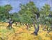 Olive Trees by Van Gogh