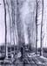 Poplar avenue by Van Gogh