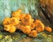 Still Life with Quinces by Van Gogh